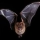 Bats-structures-organs-sound-frequencies-signals-contexts