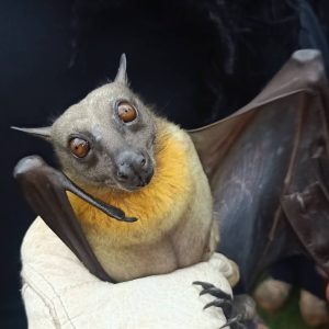 straw coloured fruit bat in Vihiga